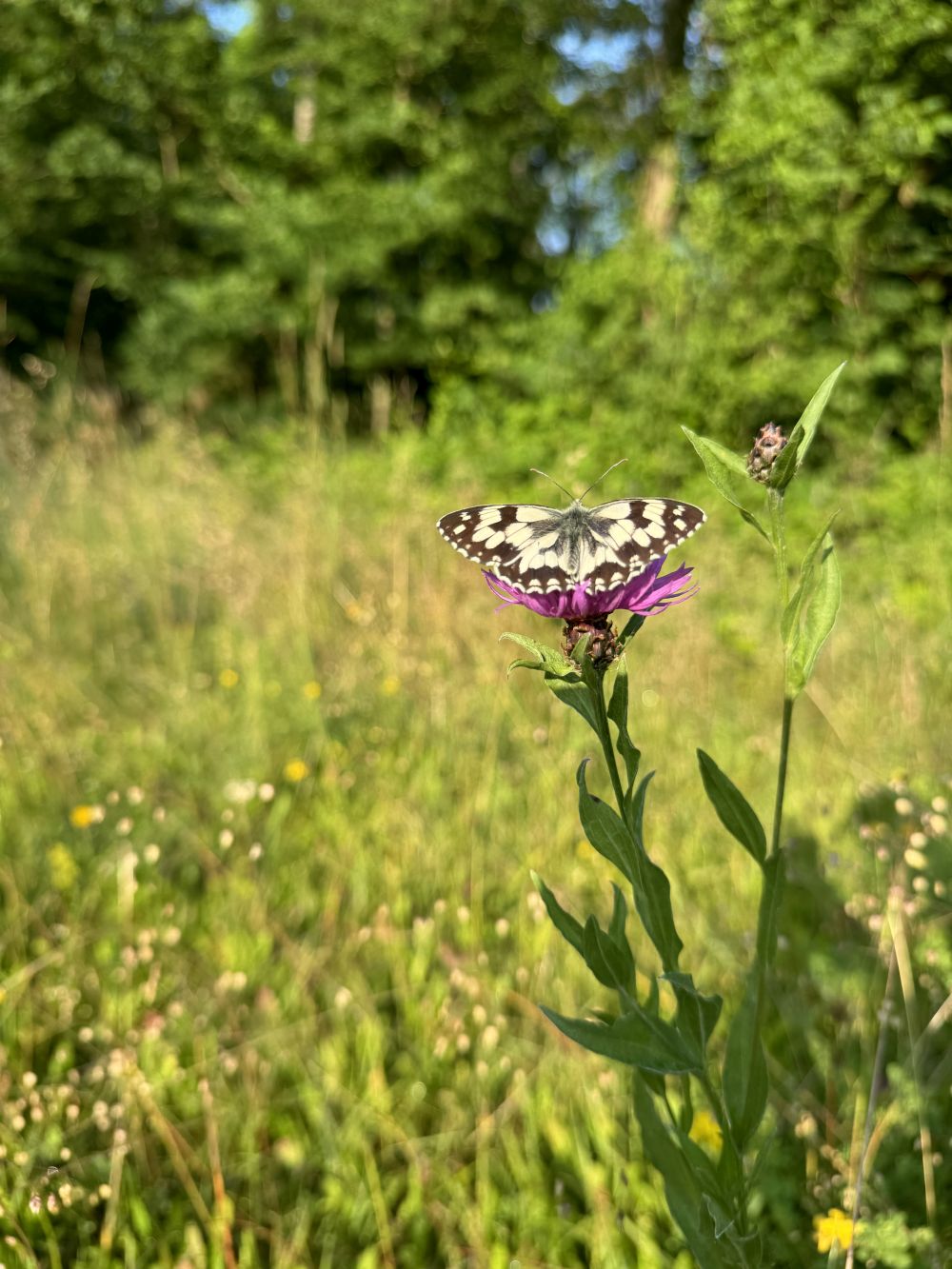 Schmetterling.